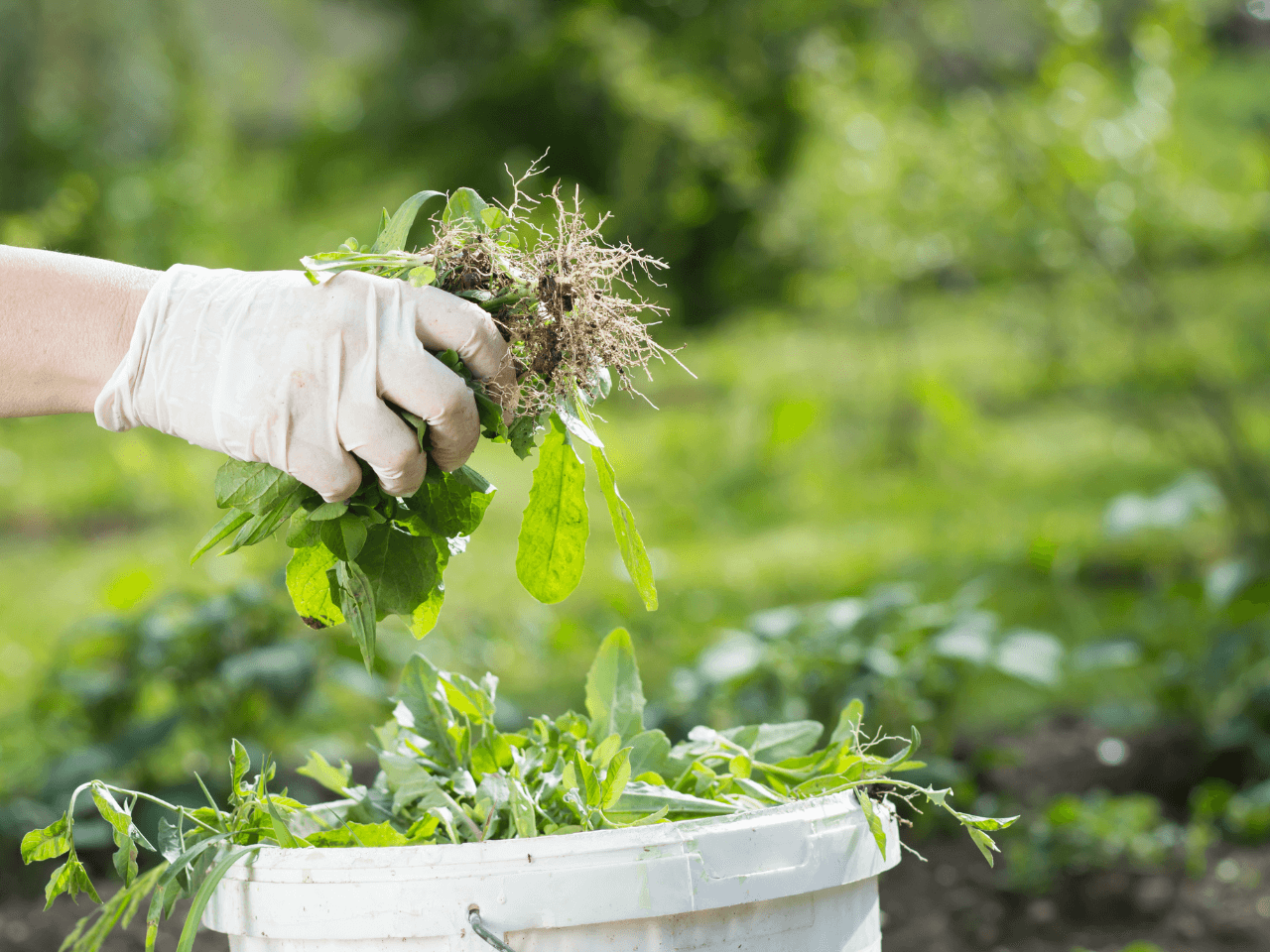 Weed Control & Fertilization
